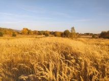 Działka budowlana Radlin. Zdjęcie 3