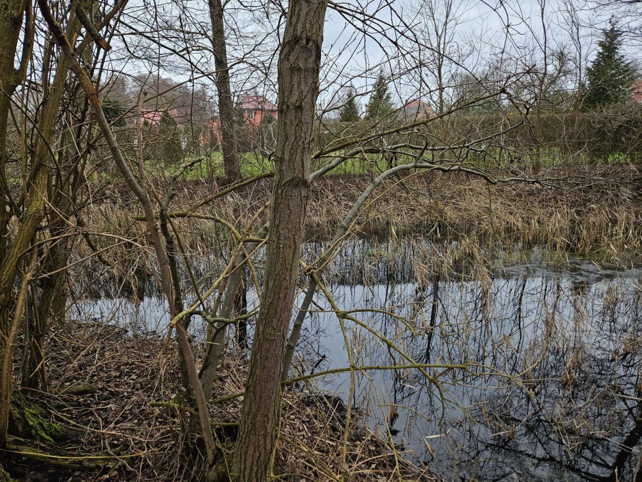 Działka rolna Muszkowo. Zdjęcie 6