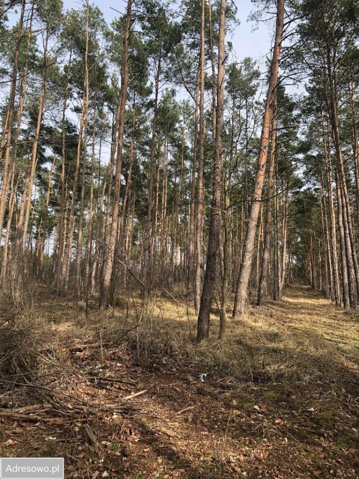 Działka leśna Drążek