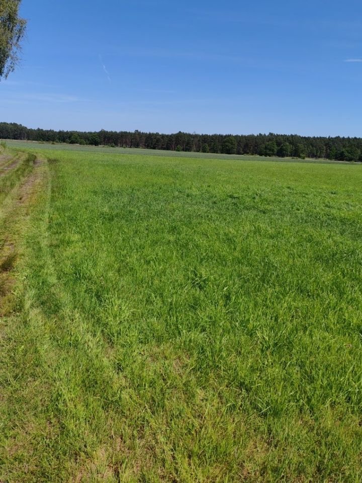 Działka rolna Marunowo. Zdjęcie 2