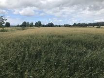 Działka budowlana Korlino. Zdjęcie 4