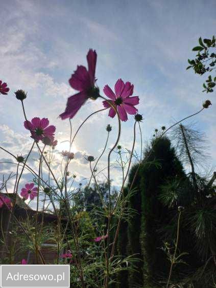 Działka rod Kajetany. Zdjęcie 2