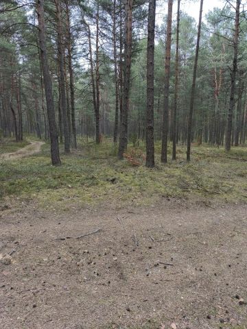 Działka leśna Kotowice. Zdjęcie 1