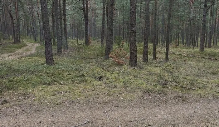 Działka leśna Kotowice