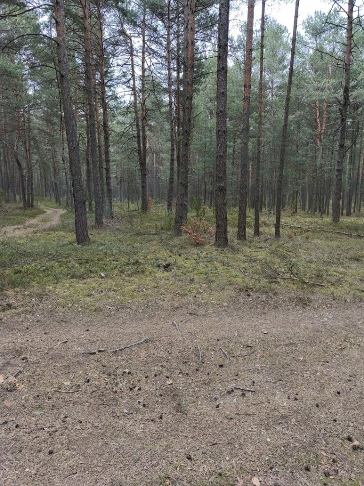 Działka leśna Kotowice. Zdjęcie 1