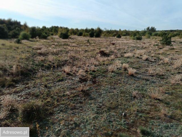 Działka rolna Załom. Zdjęcie 1