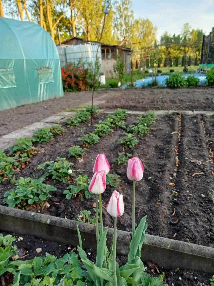 Działka rod Krosno Odrzańskie. Zdjęcie 6