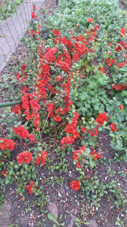 Działka rod Warszawa Marymont, ul. Klaudyny. Zdjęcie 9