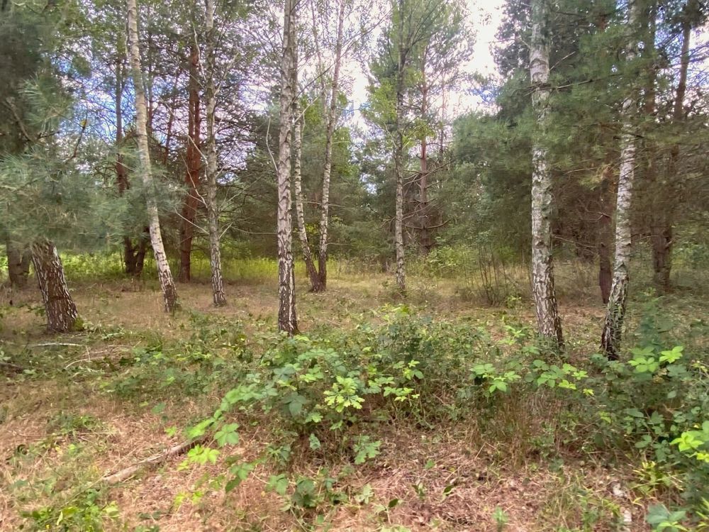 Działka budowlana Uwieliny, ul. Spokojna. Zdjęcie 1