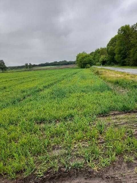 Działka budowlana Jadwiżyn. Zdjęcie 1