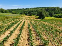 Działka rolno-budowlana Zerwana. Zdjęcie 4