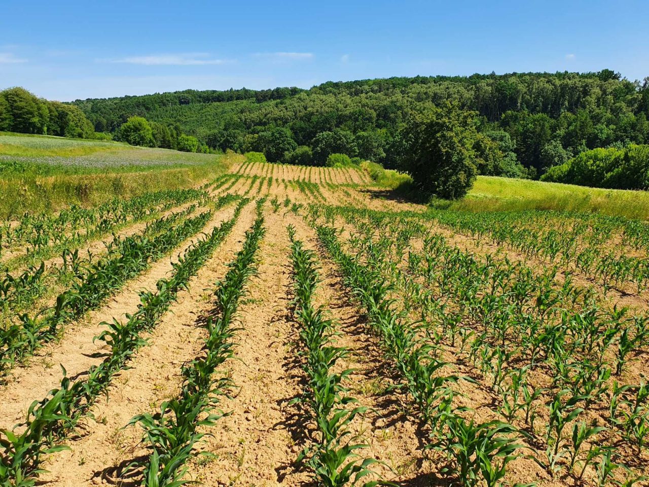 Działka rolno-budowlana Zerwana. Zdjęcie 5