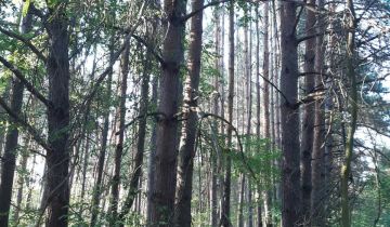 Działka leśna Reducz