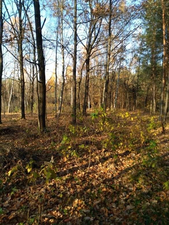 Działka Majdan Sieniawski. Zdjęcie 4