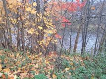 Działka budowlana Tylmanowa. Zdjęcie 4