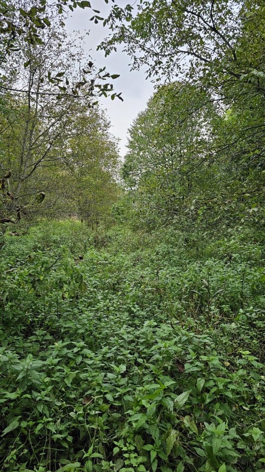 Działka inwestycyjna Palikówka. Zdjęcie 8