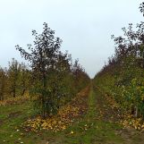Działka rolno-budowlana Skarbkowa. Zdjęcie 1