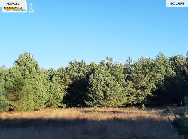 Działka rekreacyjna Krzywnica. Zdjęcie 2
