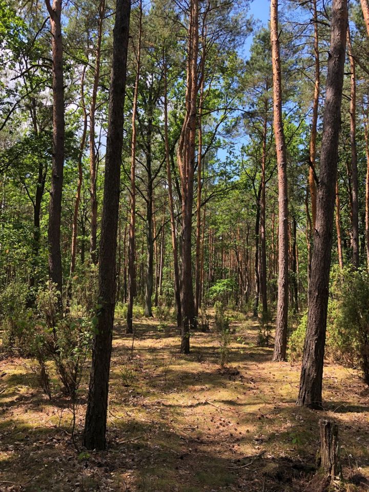 Działka inwestycyjna Nieporęt, ul. Stokrotki. Zdjęcie 10