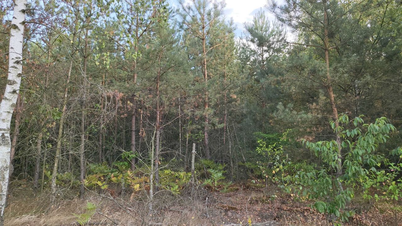 Działka leśna Mroczki-Rębiszewo. Zdjęcie 5