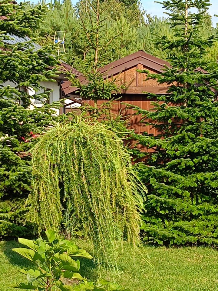 dom wolnostojący, 3 pokoje Wiktorowo. Zdjęcie 19