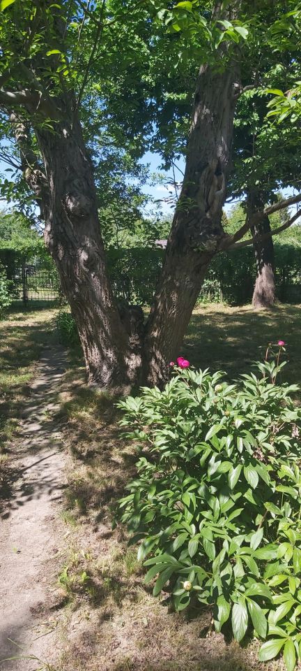 Działka rod Warszawa Mokotów, ul. Romana Statkowskiego 2. Zdjęcie 7