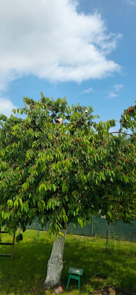 Działka rod Międzychód, ul.. Zdjęcie 4