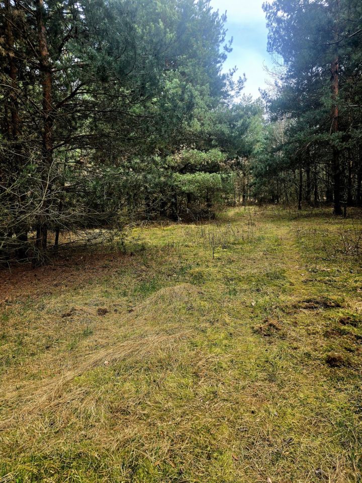 Działka leśna Daniszewice. Zdjęcie 7