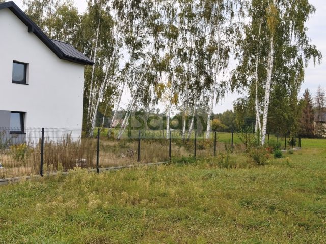 bliźniak Kozerki. Zdjęcie 3