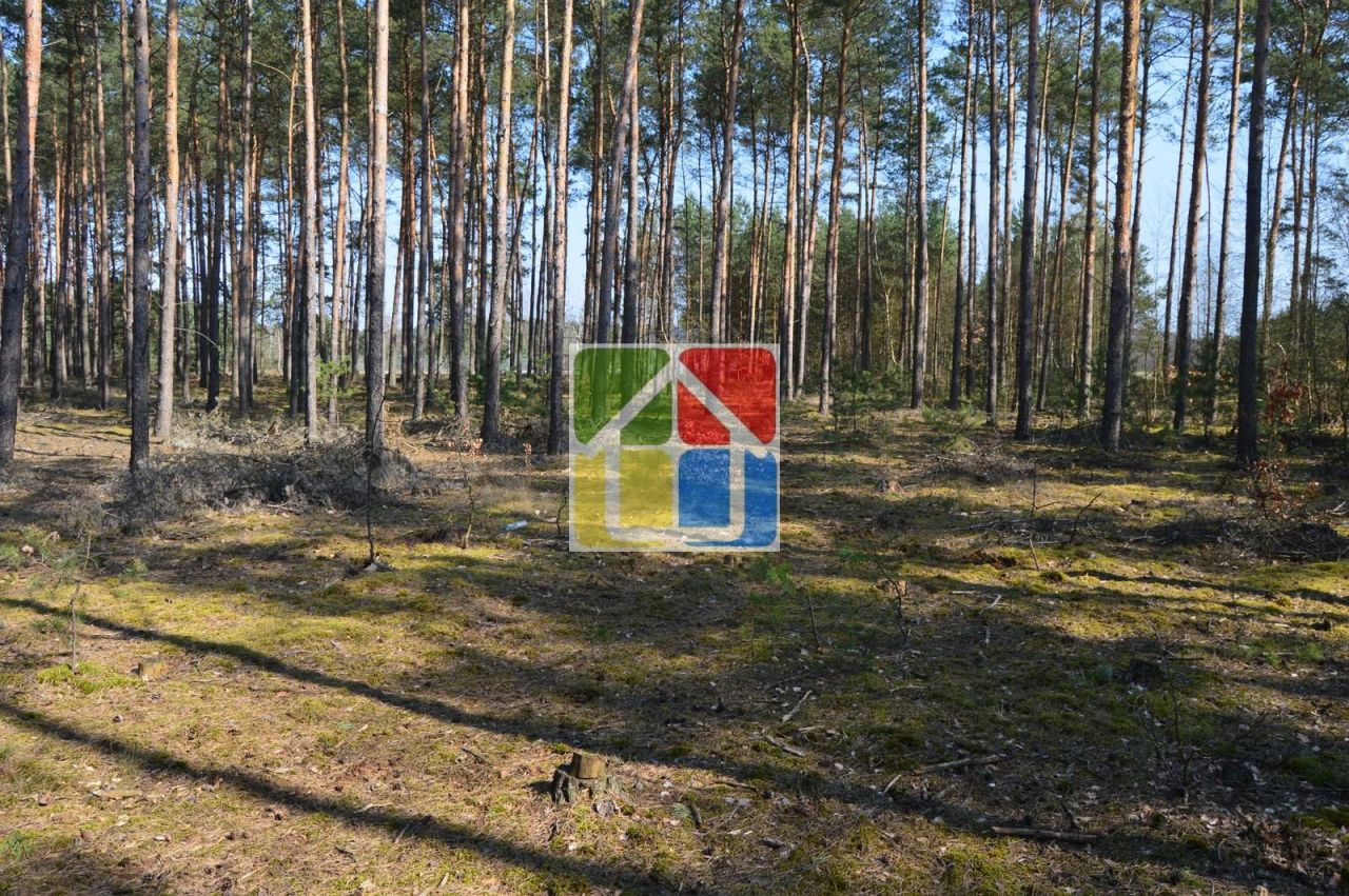 Działka leśna Kiełpieniec Mniszek. Zdjęcie 5