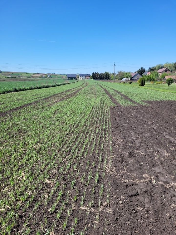 Działka budowlana Proszowice, ul. Armii "Kraków". Zdjęcie 3