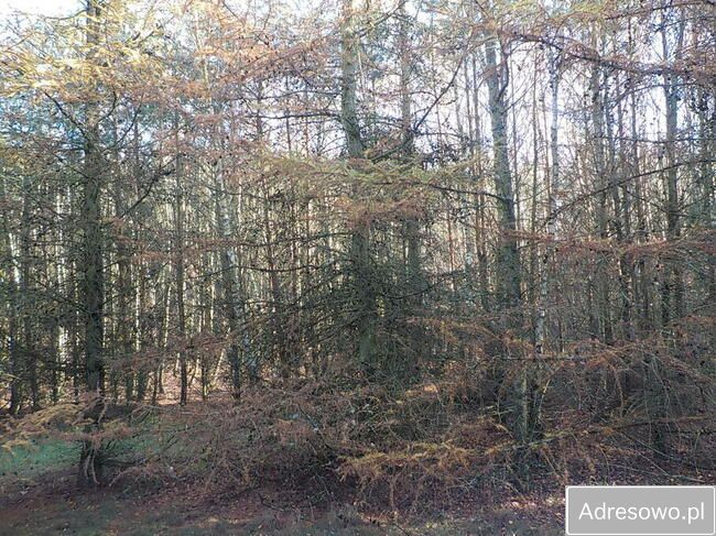 Działka Ludowice. Zdjęcie 8