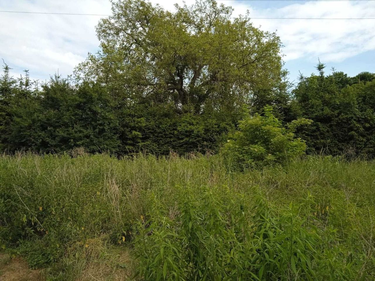 Działka budowlana Obrzycko, ul. Zielona. Zdjęcie 6