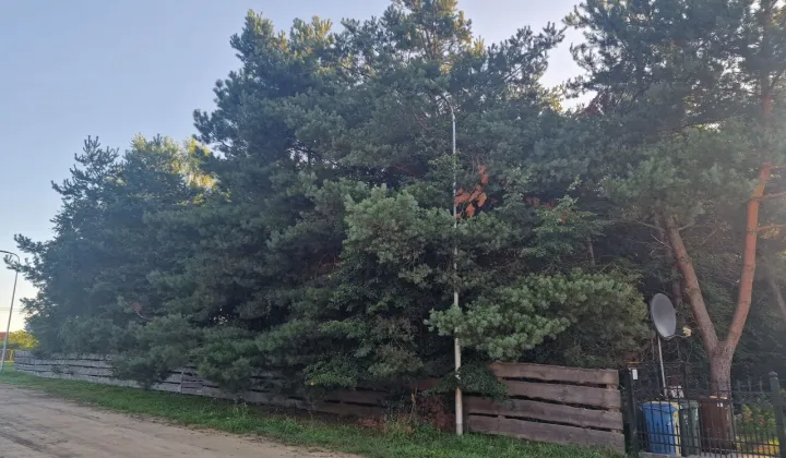 Działka rolno-budowlana Działdowo, ul. Leśna