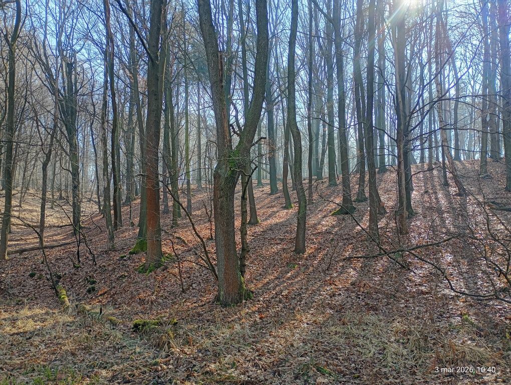 Działka leśna Marklowice. Zdjęcie 1