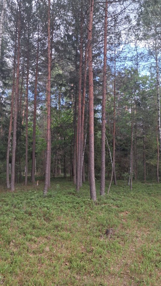 Działka rekreacyjna Karolówka. Zdjęcie 2