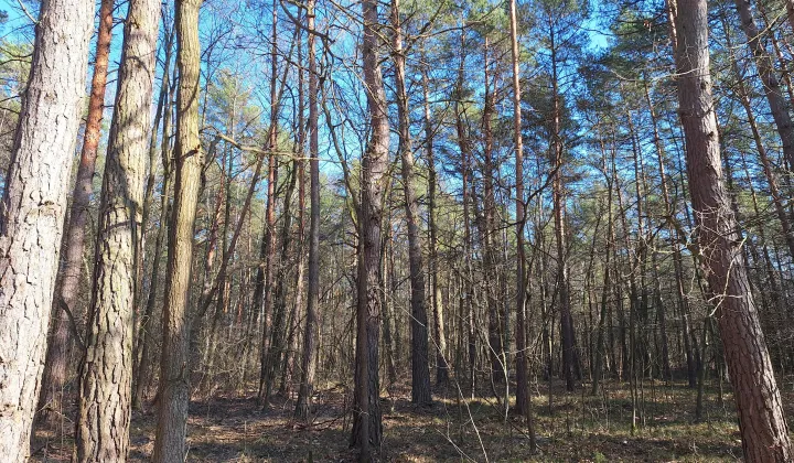 Działka leśna Otwock Świerk, nie dotyczy