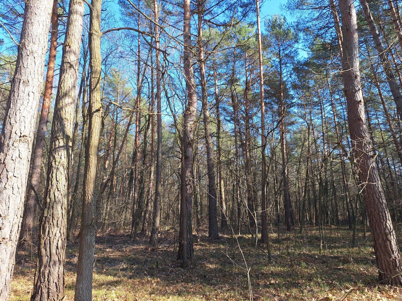 Działka leśna Otwock Świerk. Zdjęcie 1