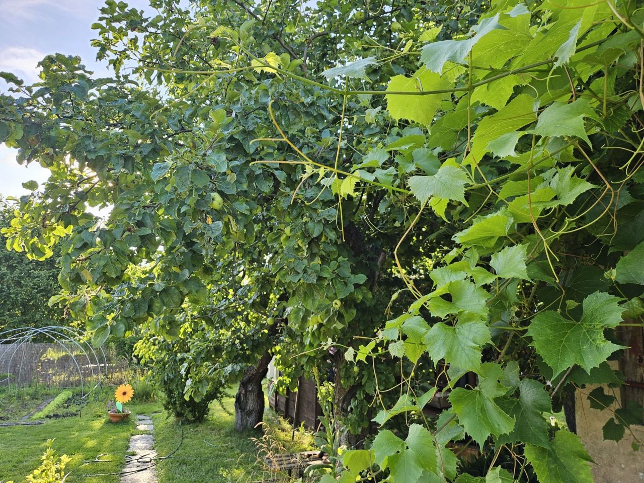 Działka rod Wałcz Centrum, ul. Ciasna. Zdjęcie 7