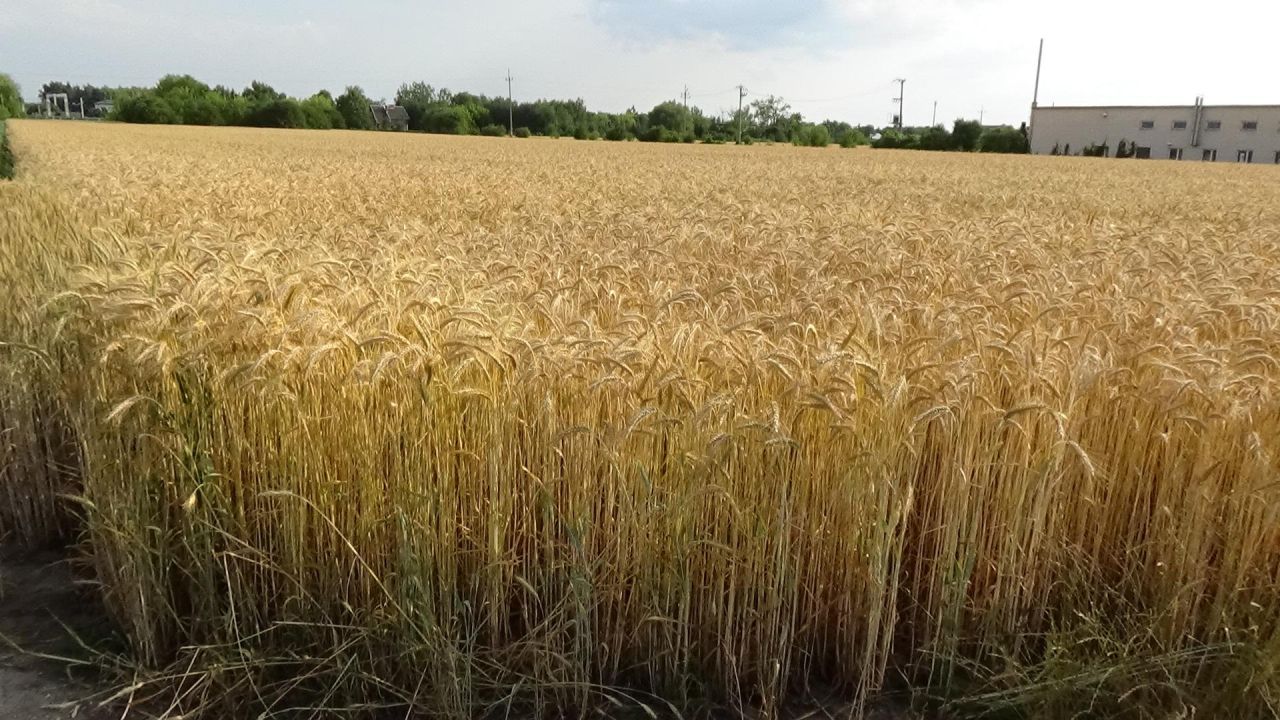 Działka rolno-budowlana Bednary-Kolonia. Zdjęcie 3