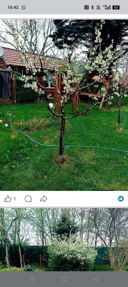 Działka rod Koszalin, ul. Działkowa. Zdjęcie 7