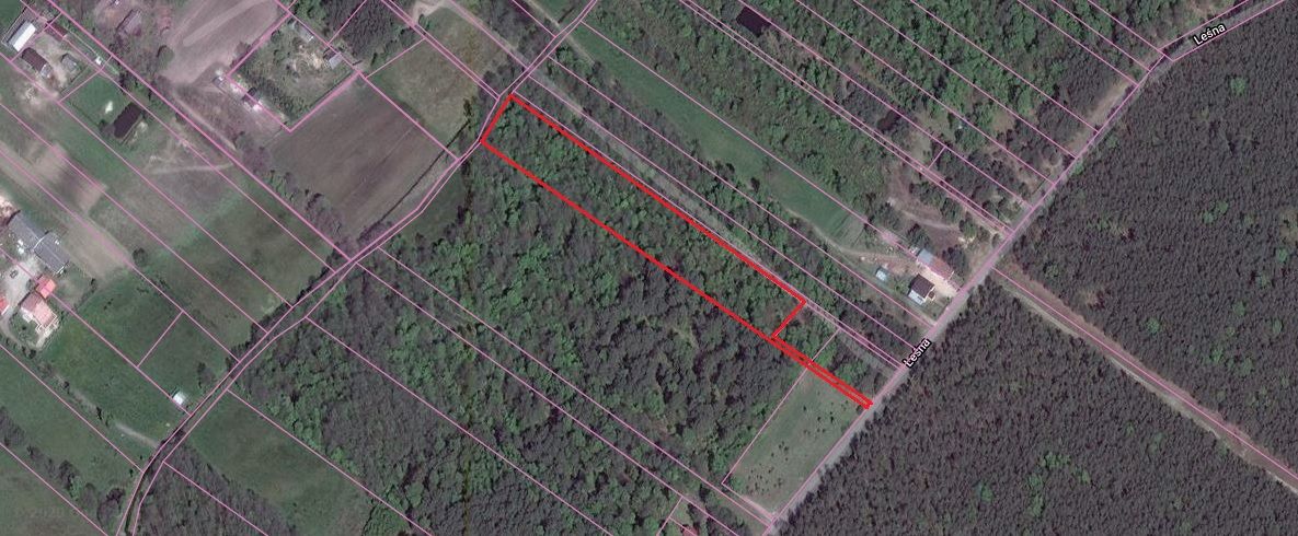 Działka leśna Kępa Niemojewska. Zdjęcie 3