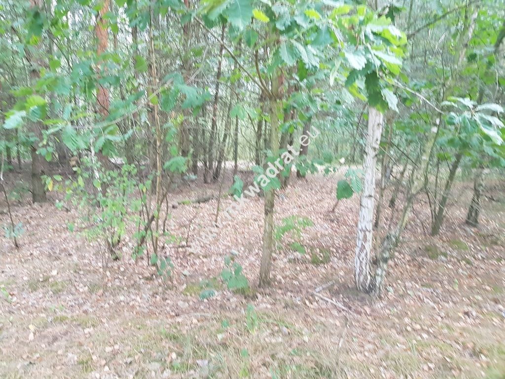 Działka budowlana Nowe Budy. Zdjęcie 2