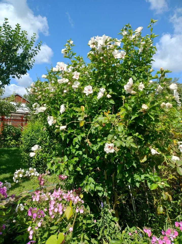 Działka rod Gubin, ul. Kresowa. Zdjęcie 7