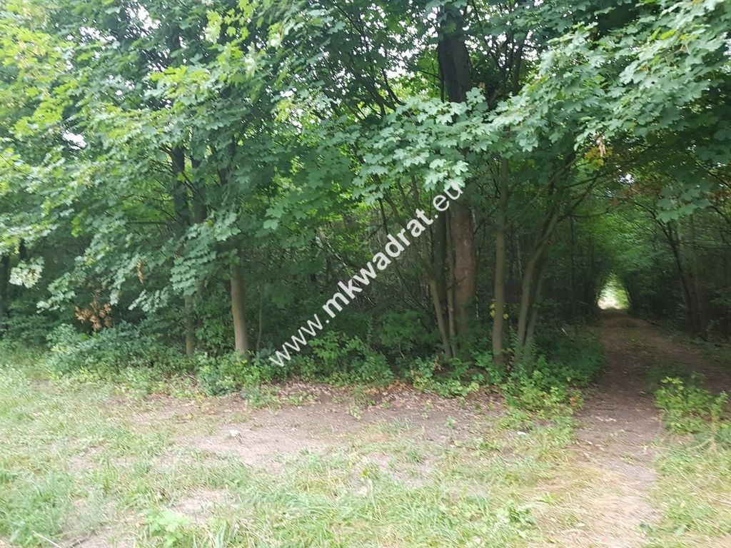 Działka rolna Grzegorzewice. Zdjęcie 5