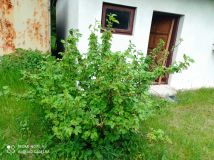 Działka budowlana Nowa Wieś. Zdjęcie 3