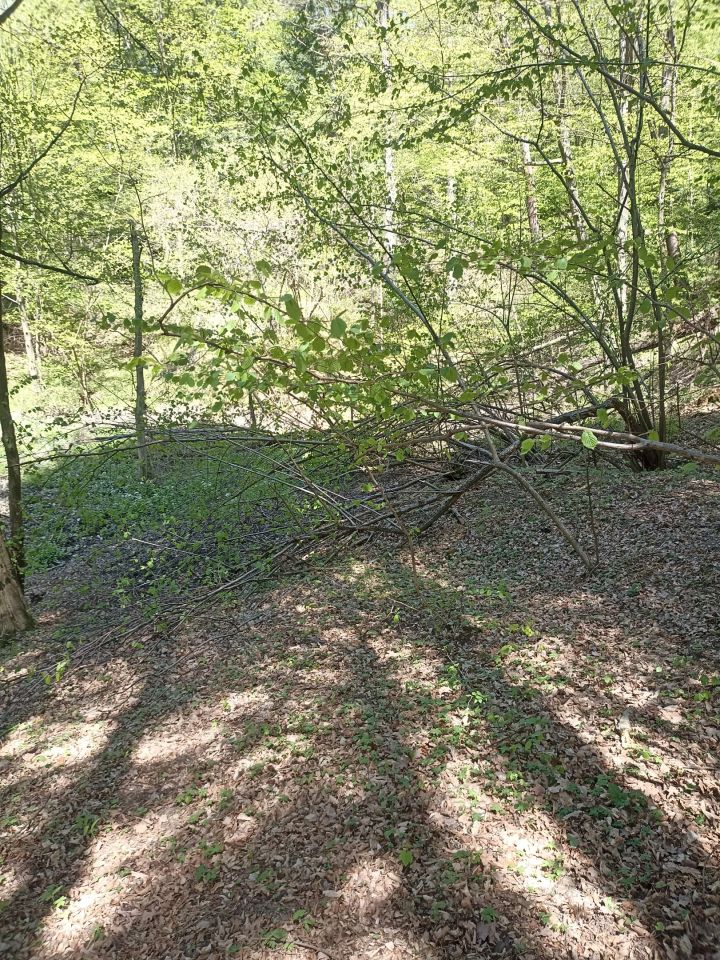 Działka leśna Karwodrza. Zdjęcie 14