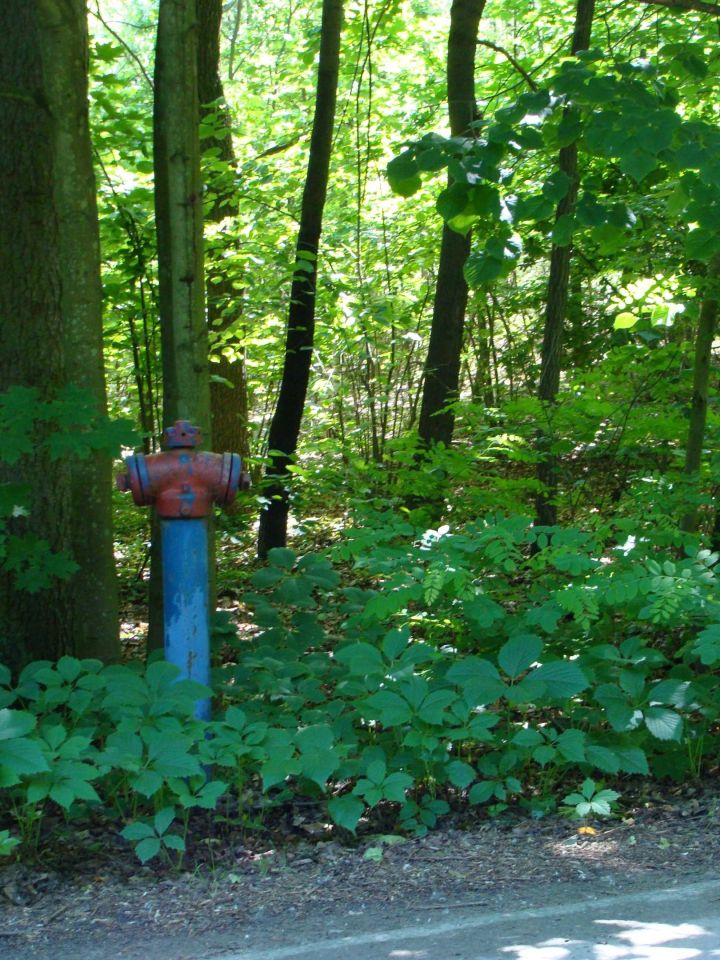 Działka leśna Smolarzyny. Zdjęcie 3