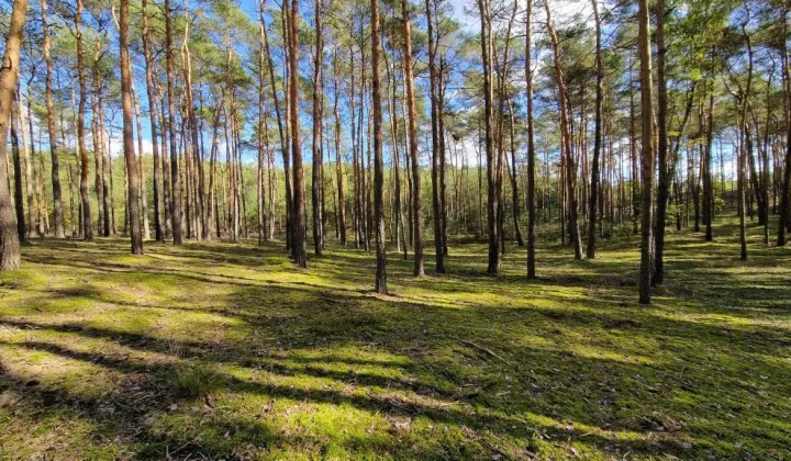 Działka leśna Myszakówek