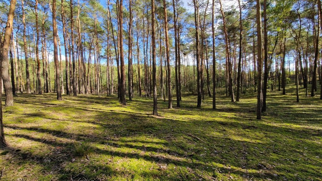 Działka leśna Myszakówek
